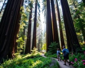 Naturerlebnisse im Redwood-Nationalpark, Kalifornien