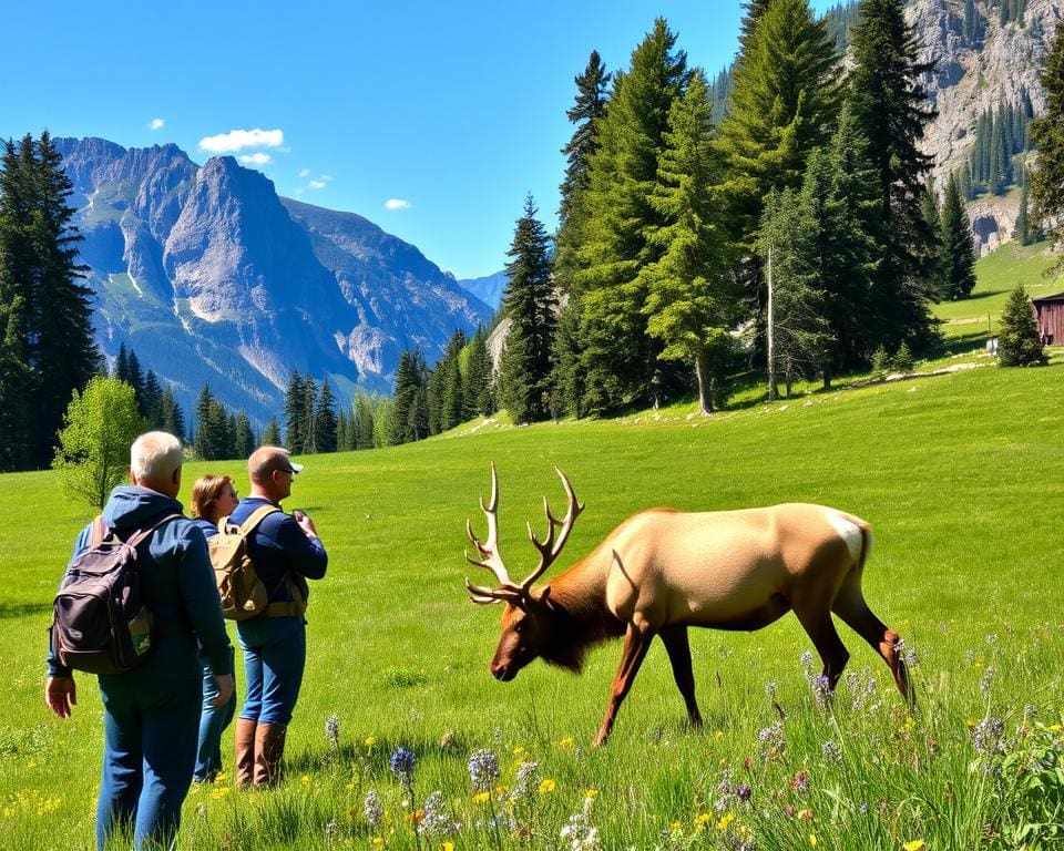 Tierbeobachtung Kootenay-Nationalpark