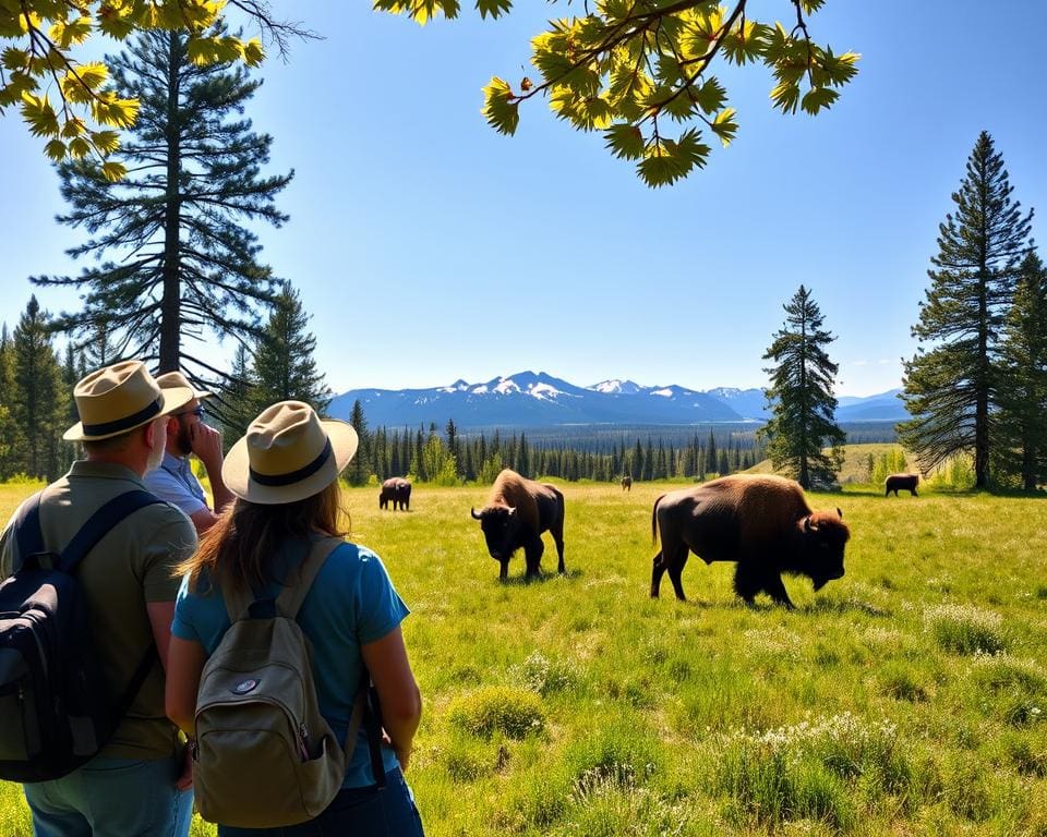 Tierbeobachtung im Yellowstone-Nationalpark