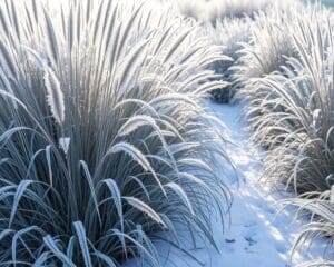 Ziergräser im Winter: Elegante Akzente für die kalte Jahreszeit