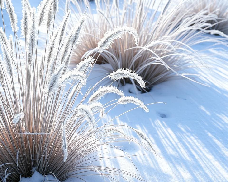 Ziergräser im Winter