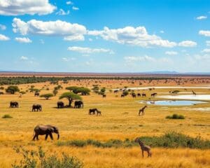 Beste Routen für deine Safari im Etosha National Park