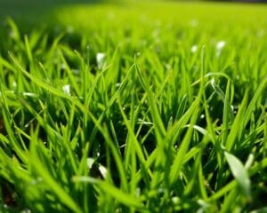 Welche Rolle spielen Seitentriebe beim Rasen?