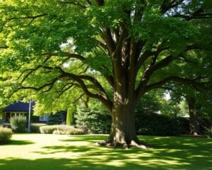 Was ist der beliebteste Hausbaum in Deutschland?