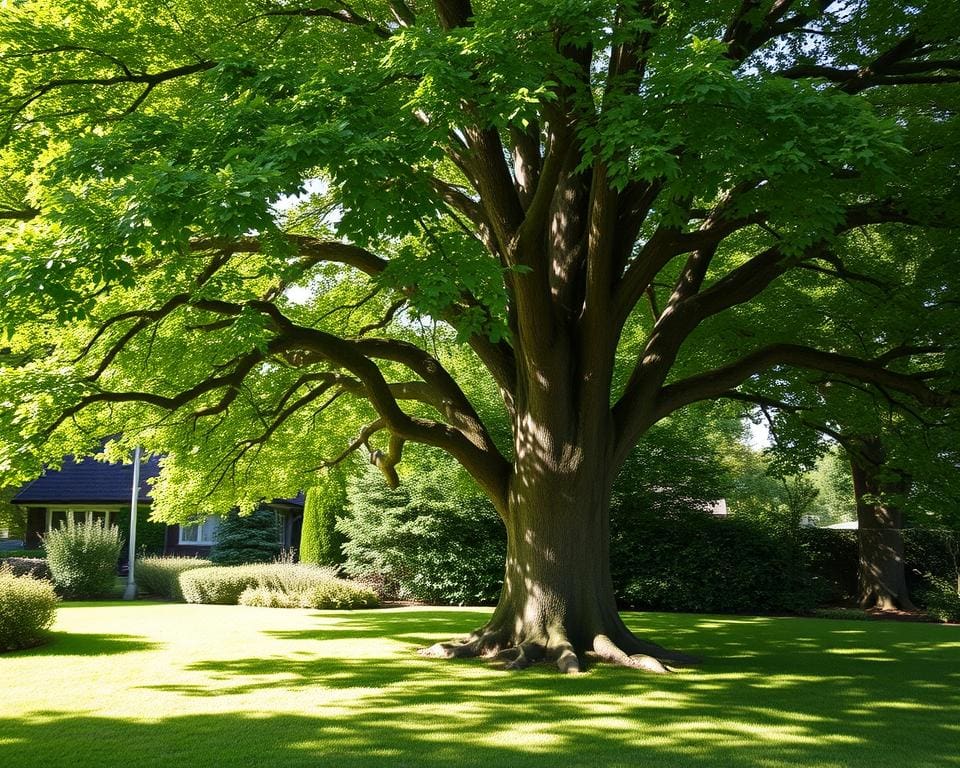 Was ist der beliebteste Hausbaum in Deutschland?