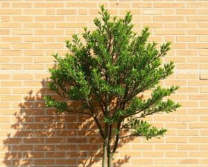 Welcher Spalierbaum passt vor meine Hauswand?