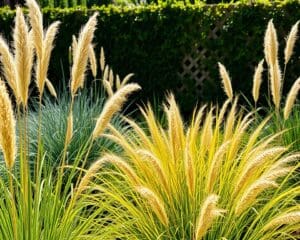Ziergräser im Garten