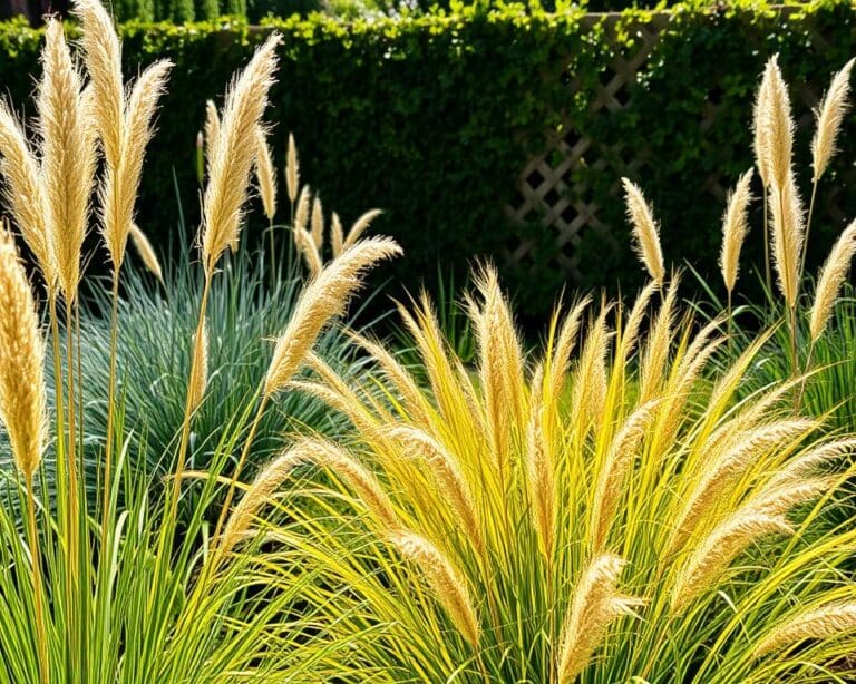 Ziergräser im Garten